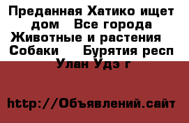 Преданная Хатико ищет дом - Все города Животные и растения » Собаки   . Бурятия респ.,Улан-Удэ г.